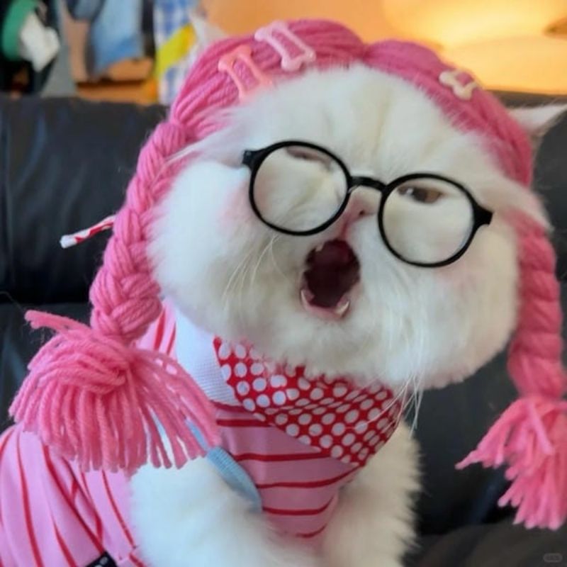 201+ Avatar vô tri mèo dễ thương, hài hước và cực đáng yêu 12 avatar vô tri mèo cute hài hước