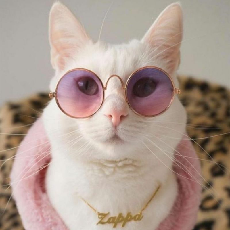 201+ Avatar vô tri mèo dễ thương, hài hước và cực đáng yêu 13 avatar vô tri mèo cute ngầu