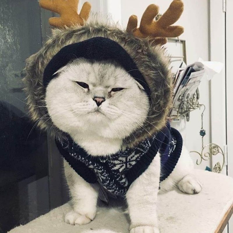 201+ Avatar vô tri mèo dễ thương, hài hước và cực đáng yêu 15 avatar vô tri mèo cute buồn cười