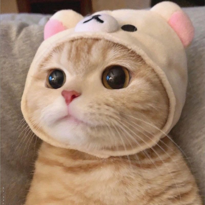 201+ Avatar vô tri mèo dễ thương, hài hước và cực đáng yêu 16 avatar vô tri mèo cute tâm trạng