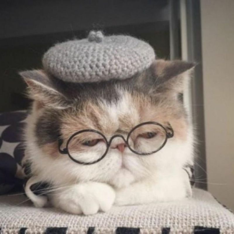 201+ Avatar vô tri mèo dễ thương, hài hước và cực đáng yêu 17 avatar vô tri mèo cute khóc