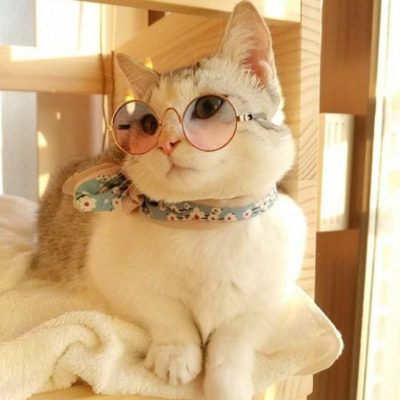 201+ Avatar vô tri mèo dễ thương, hài hước và cực đáng yêu 19 avatar vô tri mèo hài hước siêu bá đạo