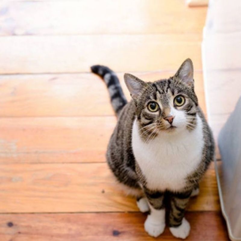 201+ Avatar vô tri mèo dễ thương, hài hước và cực đáng yêu 20 avatar vô tri mèo hài hước cute