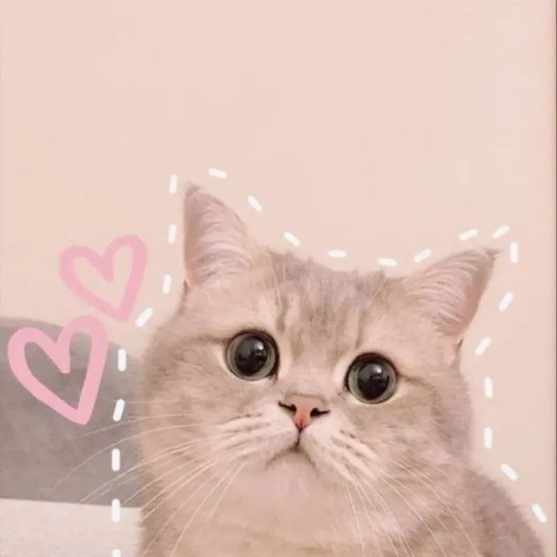 201+ Avatar vô tri mèo dễ thương, hài hước và cực đáng yêu 3 avatar vô tri mèo dễ thương