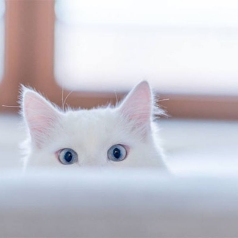 201+ Avatar vô tri mèo dễ thương, hài hước và cực đáng yêu 21 avatar vô tri mèo hài hước dễ thương