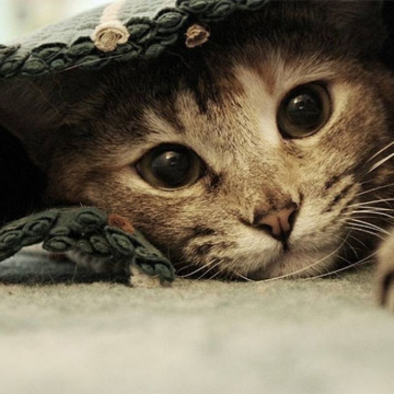 201+ Avatar vô tri mèo dễ thương, hài hước và cực đáng yêu 23 avatar vô tri mèo hài hước