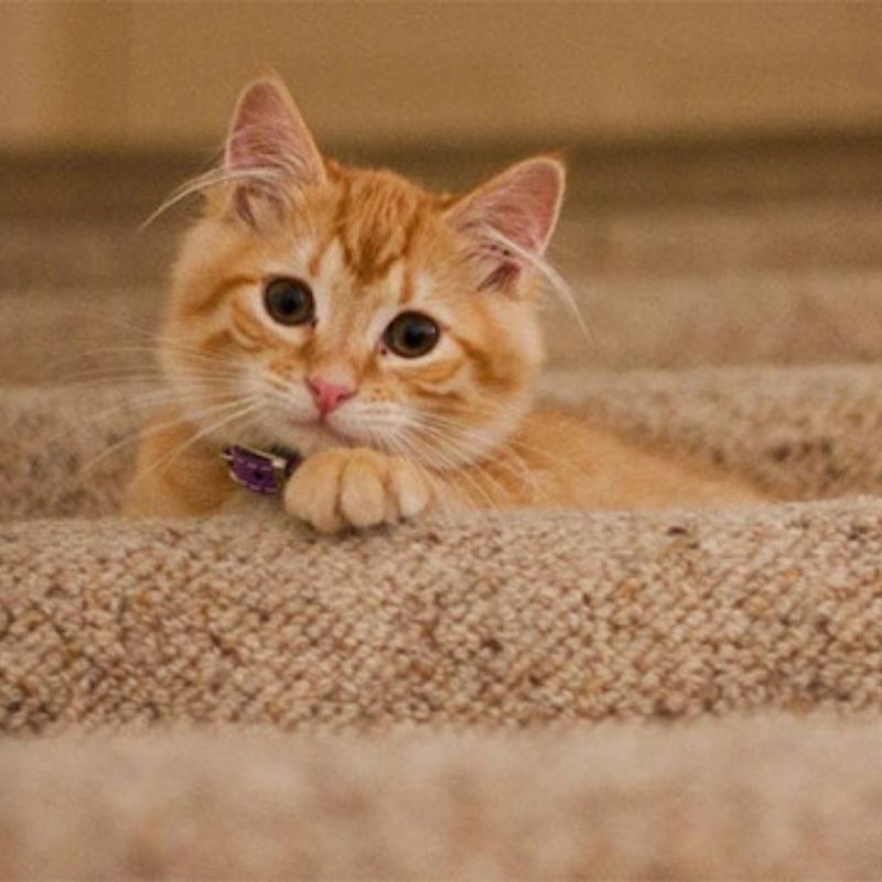 201+ Avatar vô tri mèo dễ thương, hài hước và cực đáng yêu 24 avatar vô tri mèo hài hước