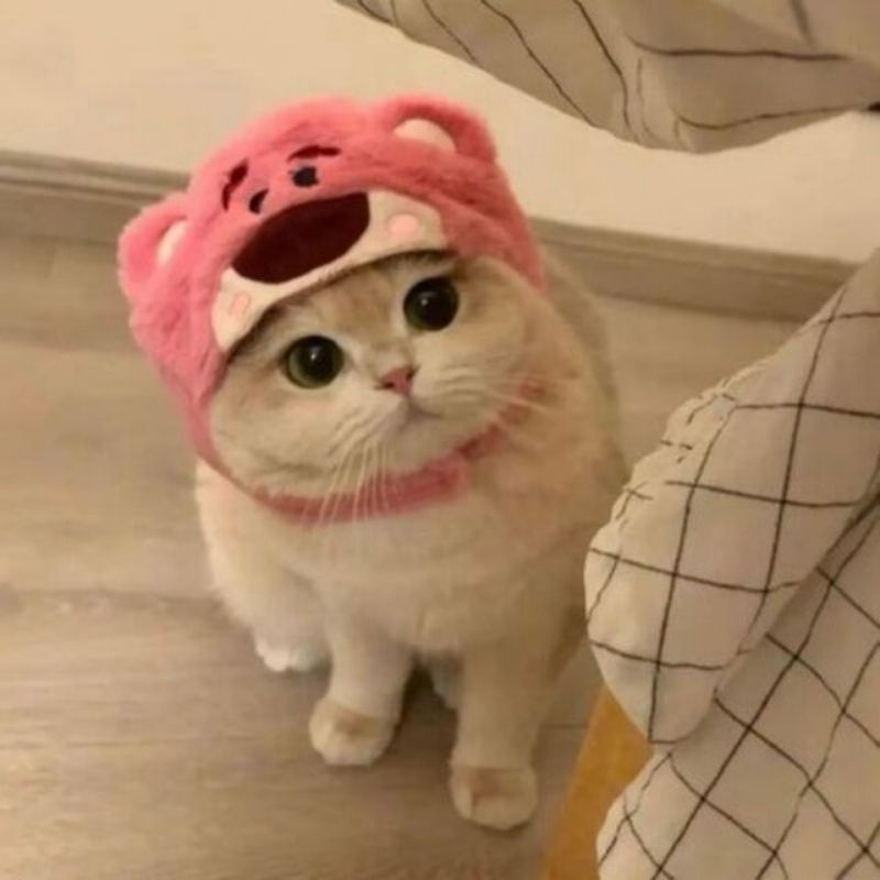 201+ Avatar vô tri mèo dễ thương, hài hước và cực đáng yêu 26 avatar vô tri mèo hài hước dễ thương