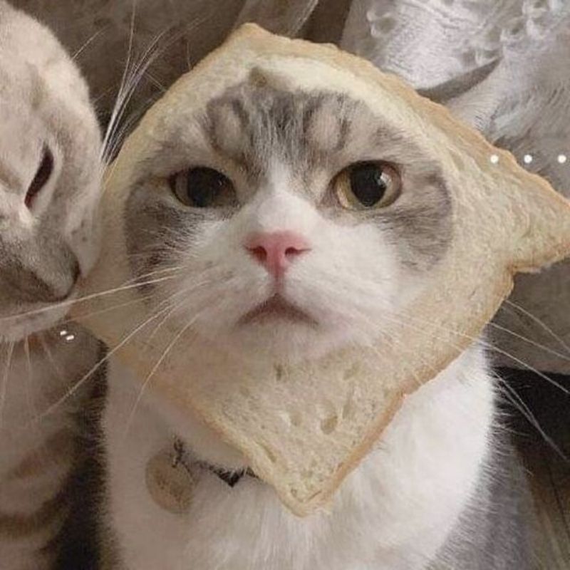 201+ Avatar vô tri mèo dễ thương, hài hước và cực đáng yêu 27 avatar vô tri mèo hài hước độc đáo