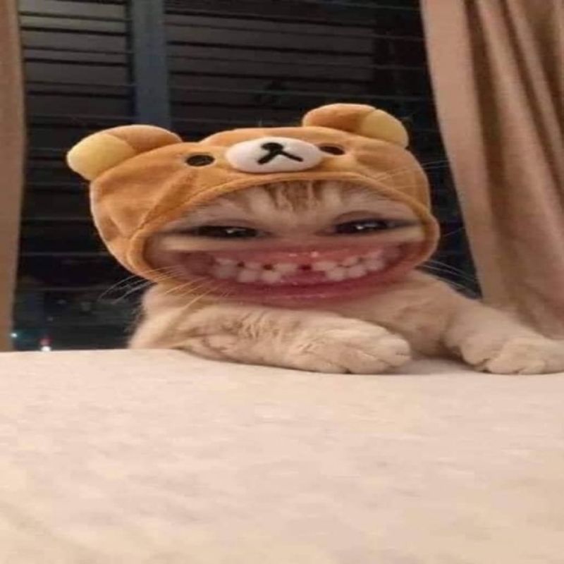 201+ Avatar vô tri mèo dễ thương, hài hước và cực đáng yêu 29 avatar vô tri mèo hài hước vui nhộn