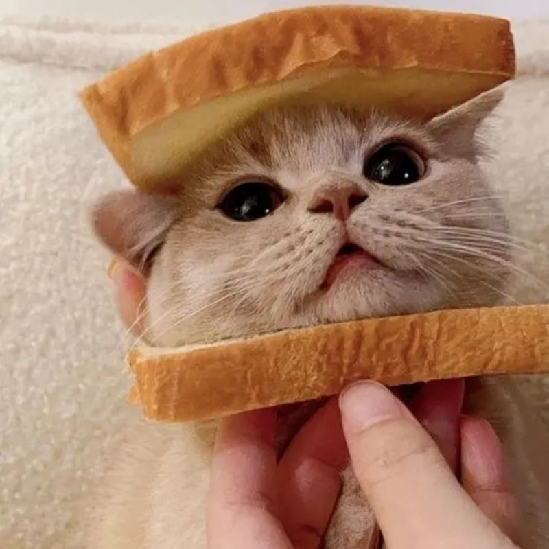 201+ Avatar vô tri mèo dễ thương, hài hước và cực đáng yêu 31 avatar vô tri mèo hài hước nhí nhảnh