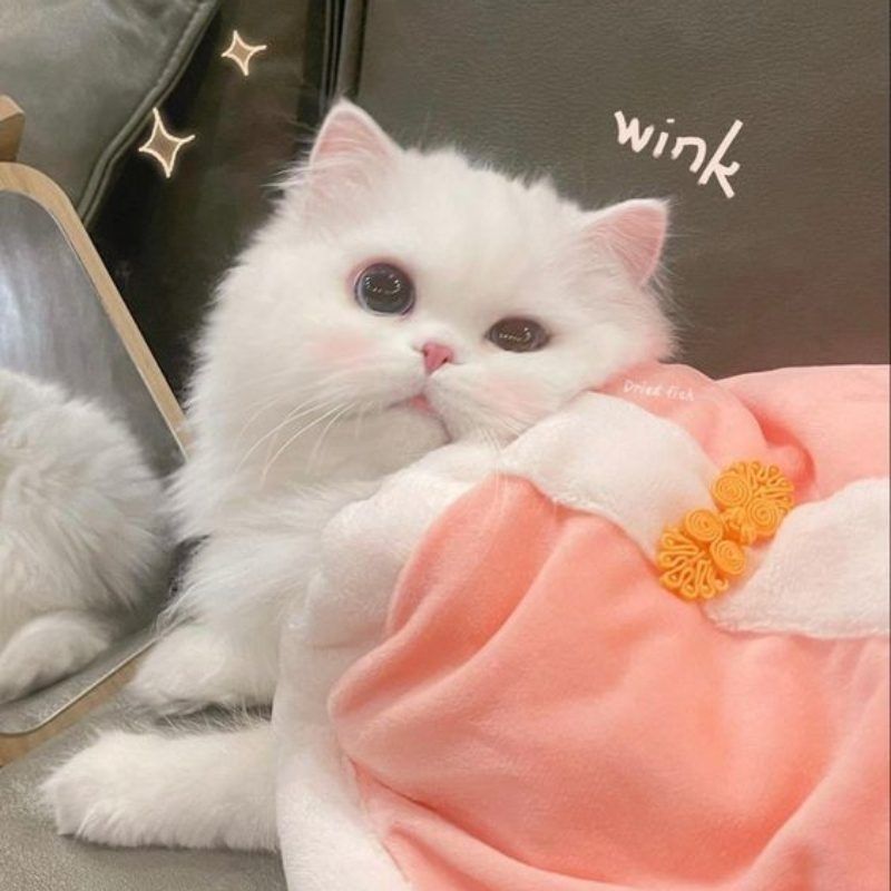 201+ Avatar vô tri mèo dễ thương, hài hước và cực đáng yêu 32 avatar vô tri mèo hài hước ngộ nghĩnh