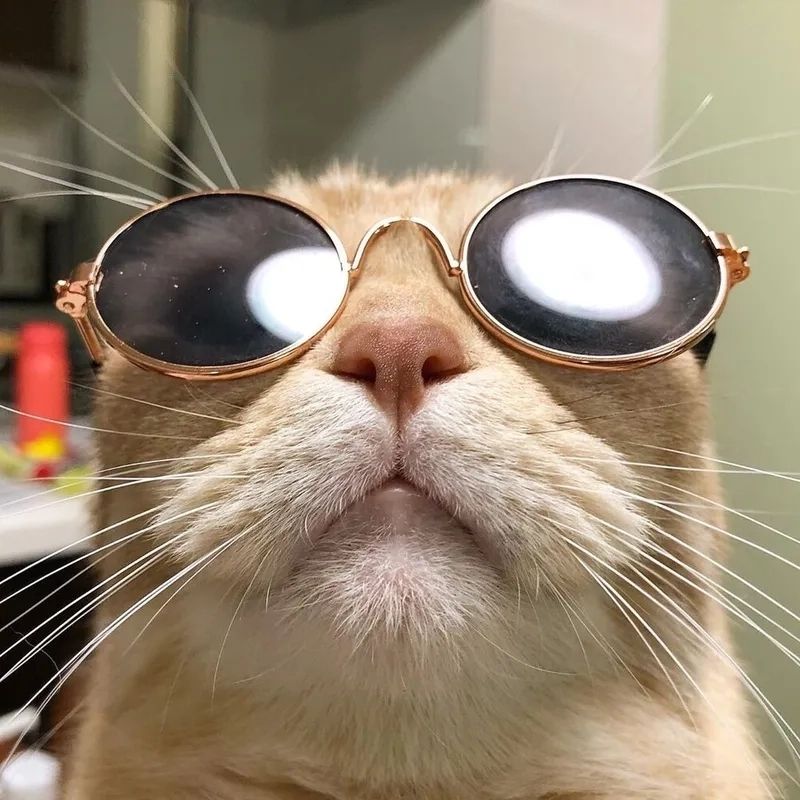 201+ Avatar vô tri mèo dễ thương, hài hước và cực đáng yêu 35 avatar vô tri mèo ngầu lòi