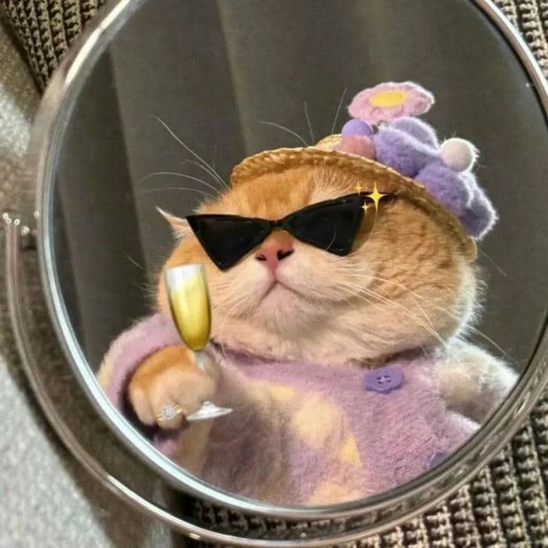 201+ Avatar vô tri mèo dễ thương, hài hước và cực đáng yêu 36 avatar vô tri mèo ngầu bá đạo