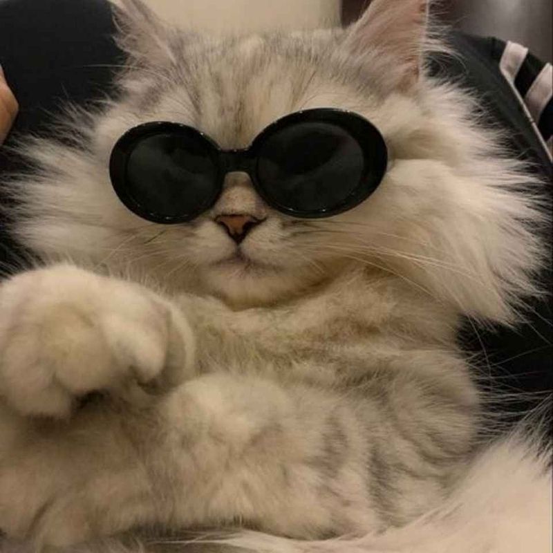 201+ Avatar vô tri mèo dễ thương, hài hước và cực đáng yêu 38 avatar vô tri mèo ngầu lạnh lùng