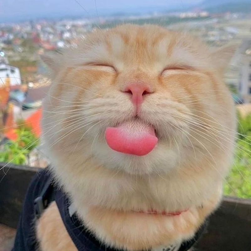 201+ Avatar vô tri mèo dễ thương, hài hước và cực đáng yêu 5 avatar vô tri mèo hài