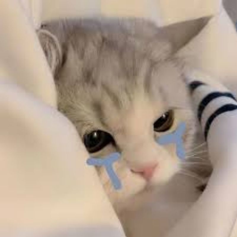 201+ Avatar vô tri mèo dễ thương, hài hước và cực đáng yêu 43 avatar vô tri mèo khóc đáng yêu