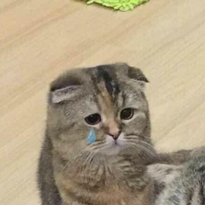 201+ Avatar vô tri mèo dễ thương, hài hước và cực đáng yêu 47 avatar vô tri mèo khóc