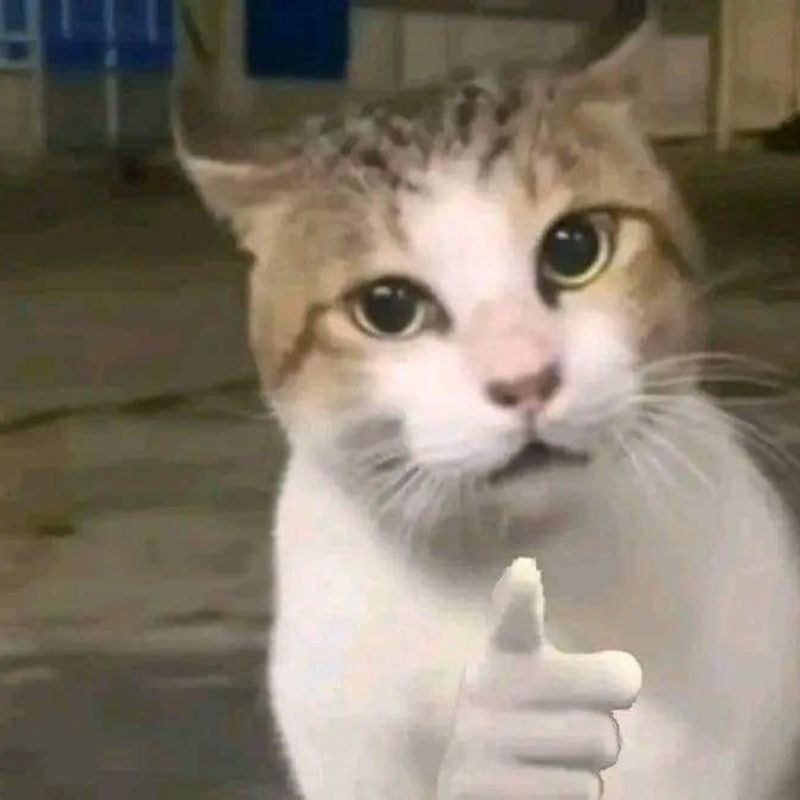 201+ Avatar vô tri mèo dễ thương, hài hước và cực đáng yêu 48 avatar vô tri mèo meme bá đạo