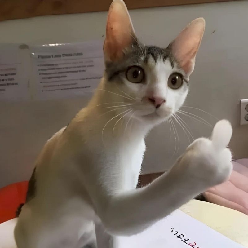 201+ Avatar vô tri mèo dễ thương, hài hước và cực đáng yêu 50 avatar vô tri mèo meme chế hài