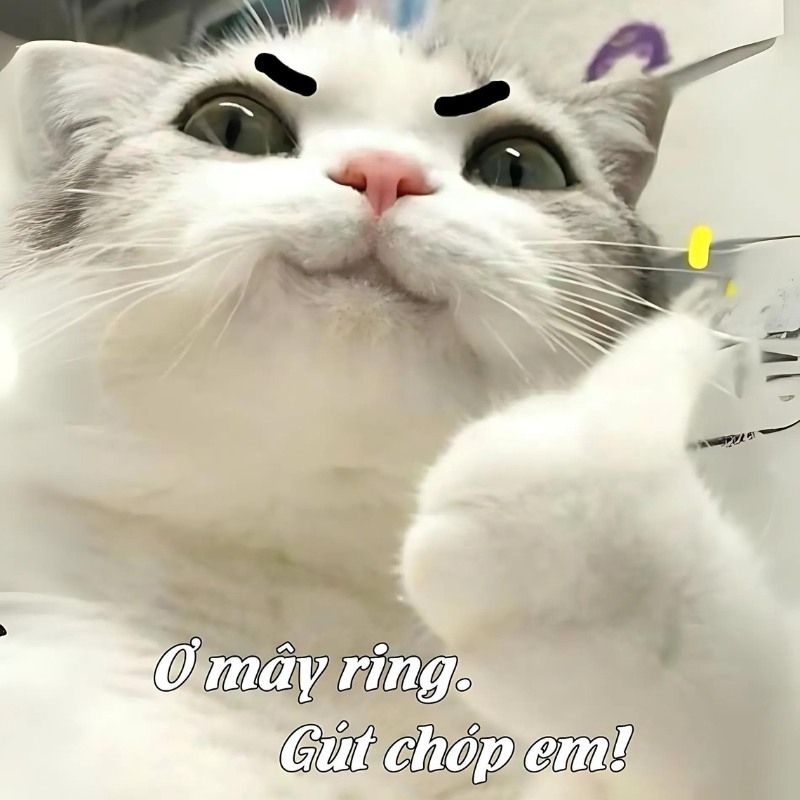 201+ Avatar vô tri mèo dễ thương, hài hước và cực đáng yêu 56 avatar vô tri mèo meme nhí nhảnh