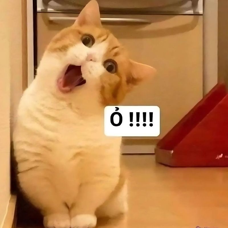 201+ Avatar vô tri mèo dễ thương, hài hước và cực đáng yêu 59 avatar vô tri mèo meme ngạc nhiên