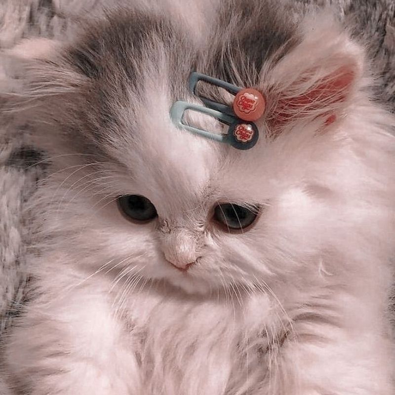 201+ Avatar vô tri mèo dễ thương, hài hước và cực đáng yêu 7 avatar vô tri mèo cute