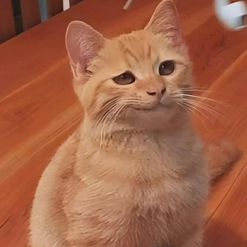 201+ Avatar vô tri mèo dễ thương, hài hước và cực đáng yêu 61 avatar vô tri mèo meme buồn cười