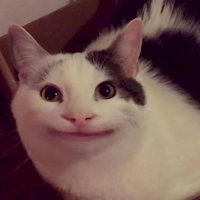 201+ Avatar vô tri mèo dễ thương, hài hước và cực đáng yêu 62 avatar vô tri mèo meme dễ thương