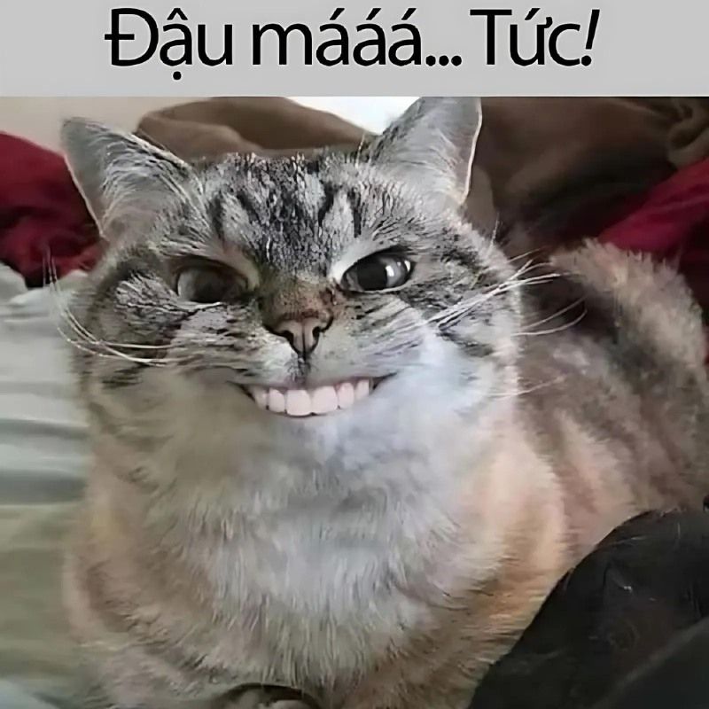 201+ Avatar vô tri mèo dễ thương, hài hước và cực đáng yêu 64 avatar vô tri mèo meme hài hước