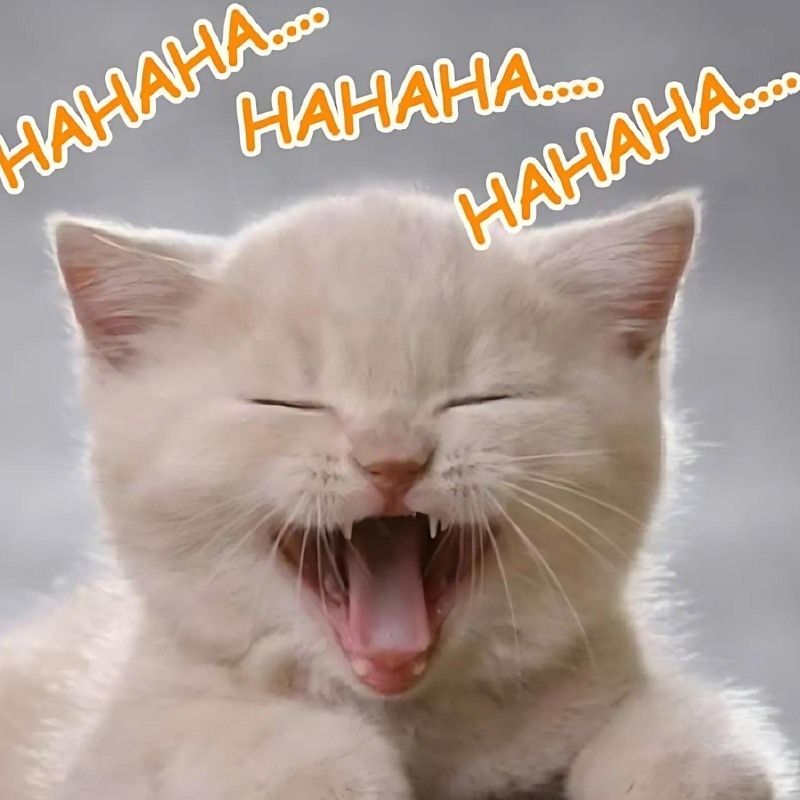 201+ Avatar vô tri mèo dễ thương, hài hước và cực đáng yêu 65 avatar vô tri mèo meme siêu hài