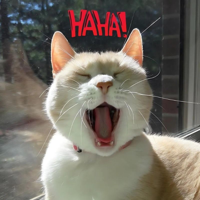 201+ Avatar vô tri mèo dễ thương, hài hước và cực đáng yêu 66 avatar vô tri mèo meme