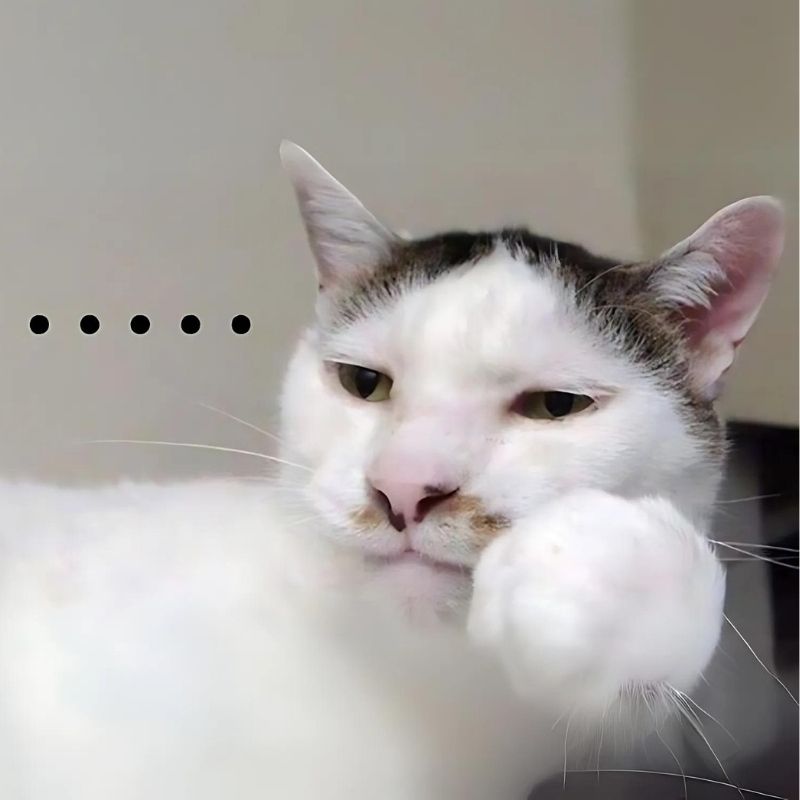 201+ Avatar vô tri mèo dễ thương, hài hước và cực đáng yêu 67 avatar vô tri mèo meme buồn