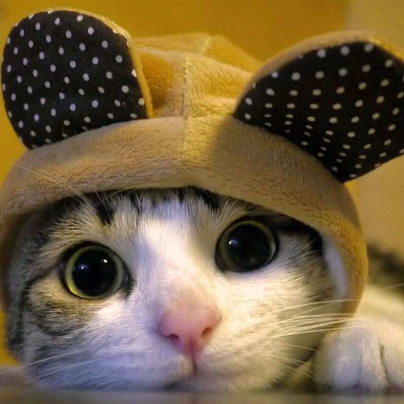 201+ Avatar vô tri mèo dễ thương, hài hước và cực đáng yêu 8 avatar vô tri mèo đáng yêu