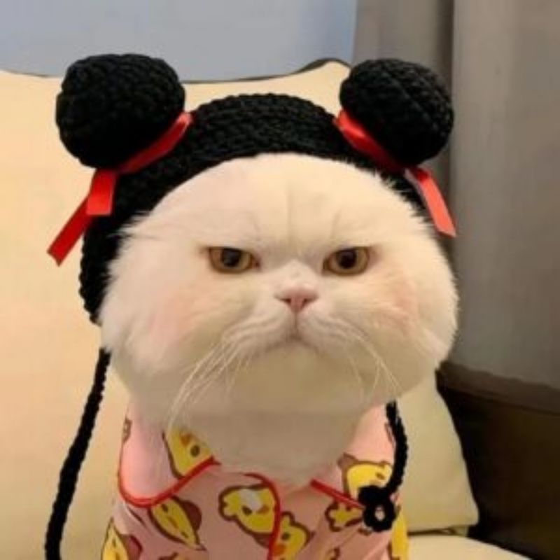 201+ Avatar vô tri mèo dễ thương, hài hước và cực đáng yêu 10 avatar vô tri mèo cute hời dỗi