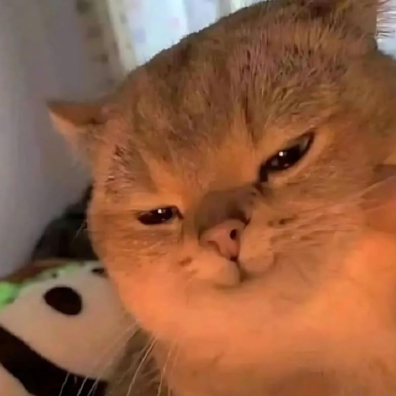 BST 99+ đếch quan tâm meme chất chơi, hài bựa hot nhất 15 Meme mèo đếch quan tâm với vẻ mặt nham hiểm