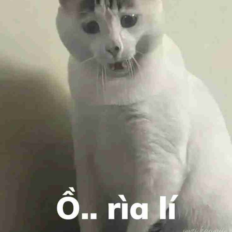 BST 99+ đếch quan tâm meme chất chơi, hài bựa hot nhất 18 Meme mèo đếch quan tâm