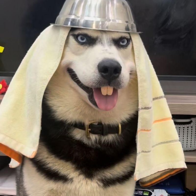 BST 99+ đếch quan tâm meme chất chơi, hài bựa hot nhất 20 đếch quan tâm meme