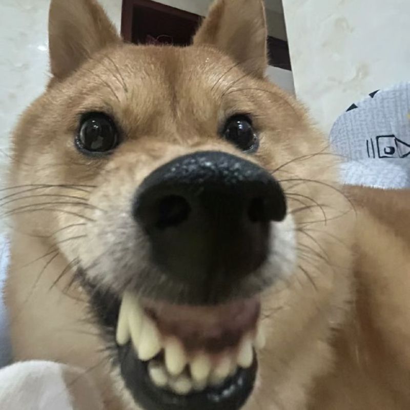 BST 99+ đếch quan tâm meme chất chơi, hài bựa hot nhất 22 đếch quan tâm meme