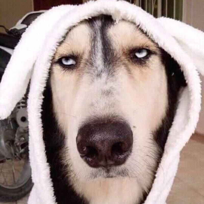 BST 99+ đếch quan tâm meme chất chơi, hài bựa hot nhất 23 Meme chú chó với vẻ mặt đếch quan tâm