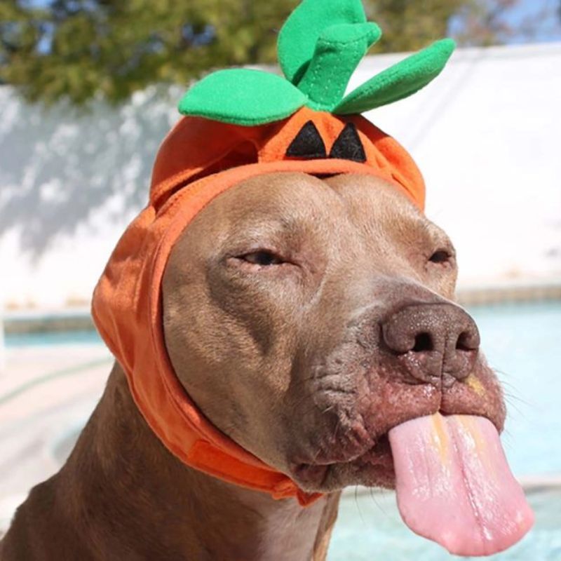 BST 99+ đếch quan tâm meme chất chơi, hài bựa hot nhất 24 Meme chú chó lêu lêu đếch quan tâm