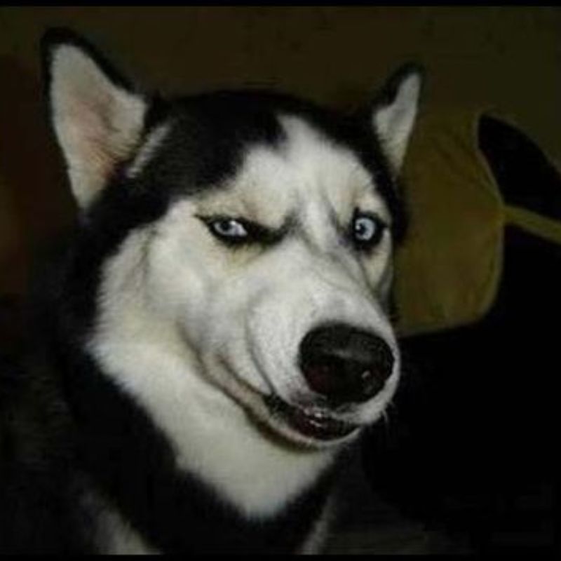 BST 99+ đếch quan tâm meme chất chơi, hài bựa hot nhất 25 Meme chó ngáo đếch quan tâm