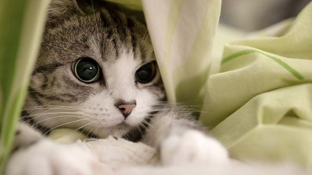 Hình nền mèo cute đáng yêu