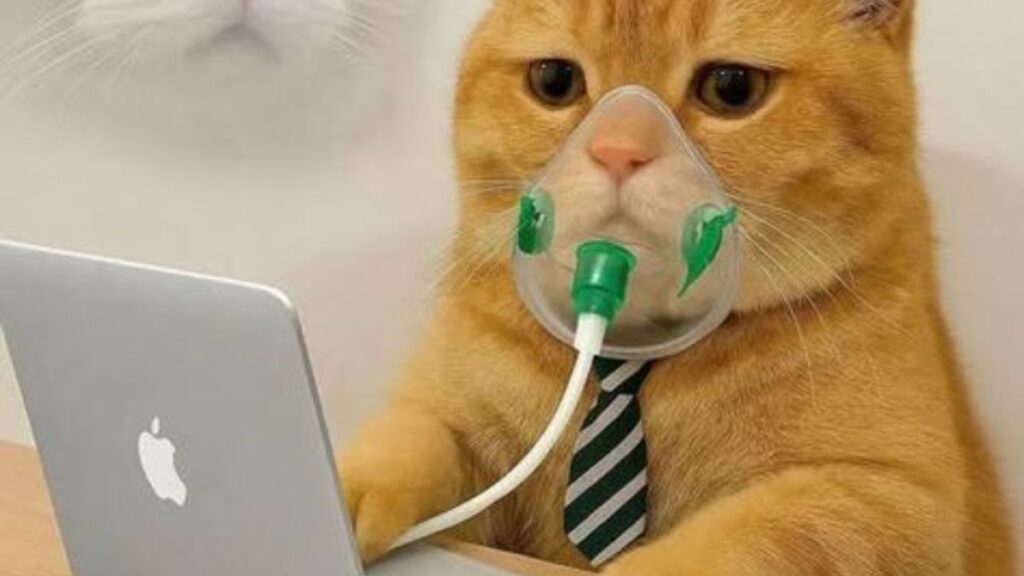 Hình nền mèo bựa hài hước