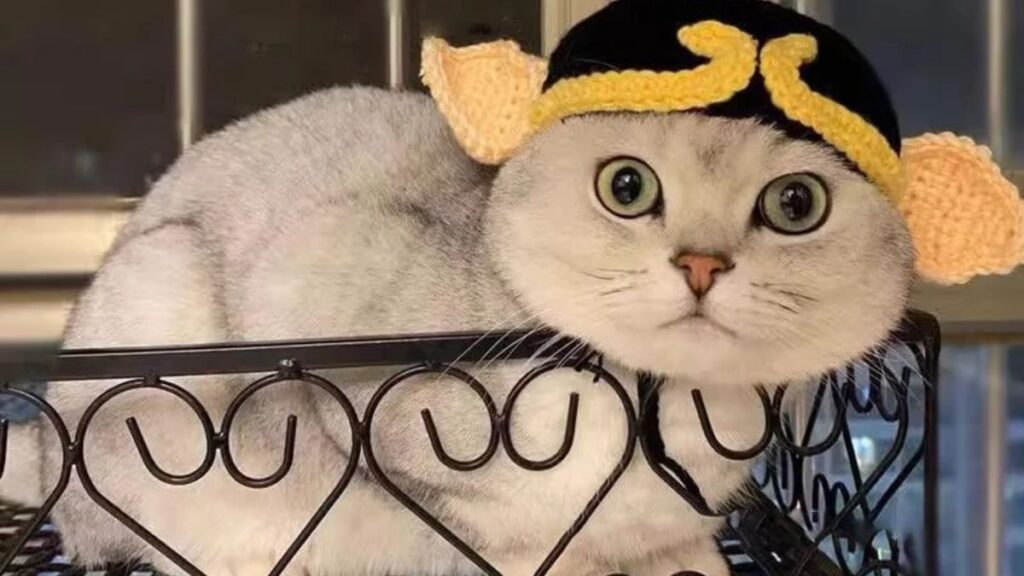 Hình nền mèo siêu bựa