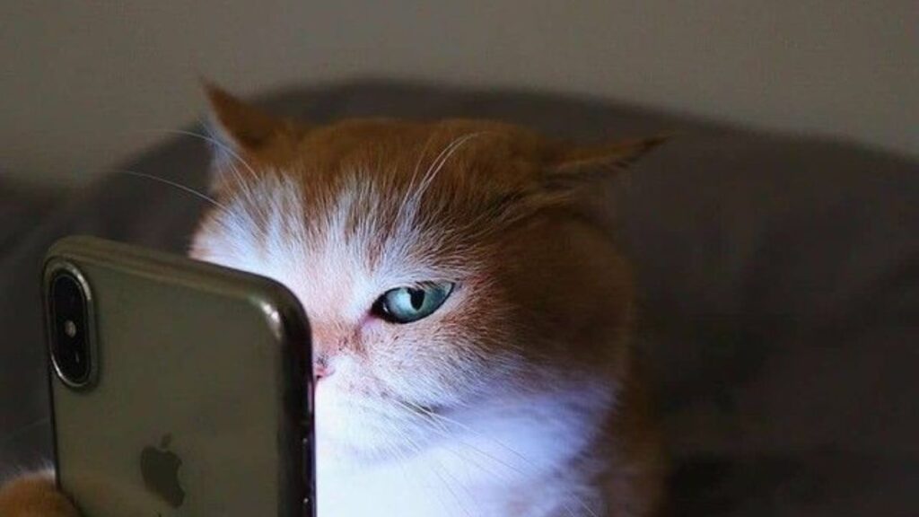 Ảnh nền mèo cực bựa