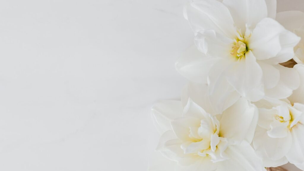 hình nền màu trắng cho laptop