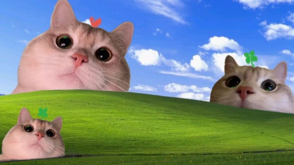 hình nền PC mèo vô tri