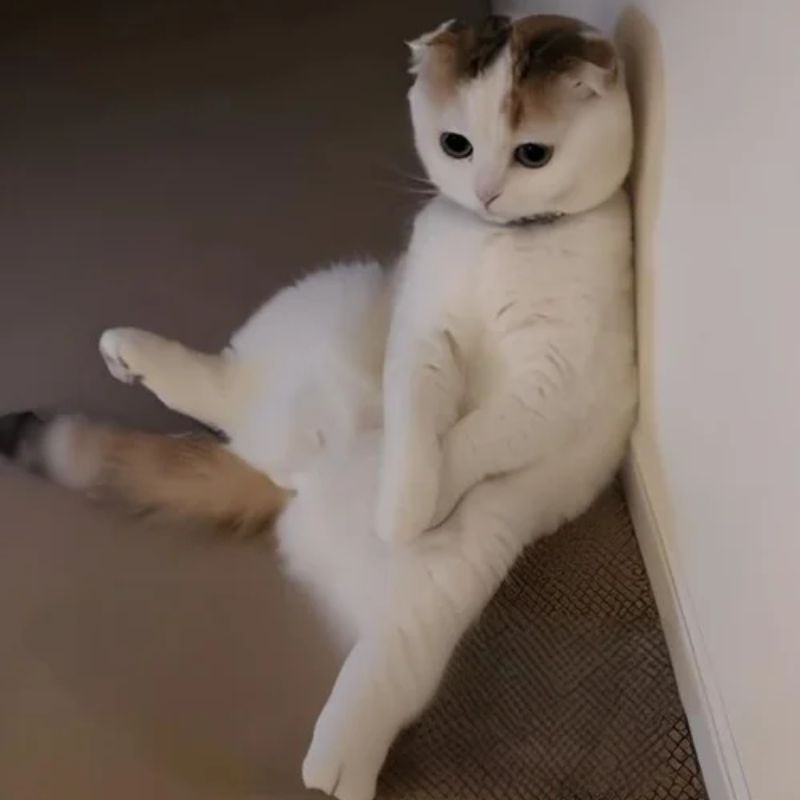 99+ mẫu meme bất lực cực hài hước khiến dân mạng cười ngất 25 meme bất lực