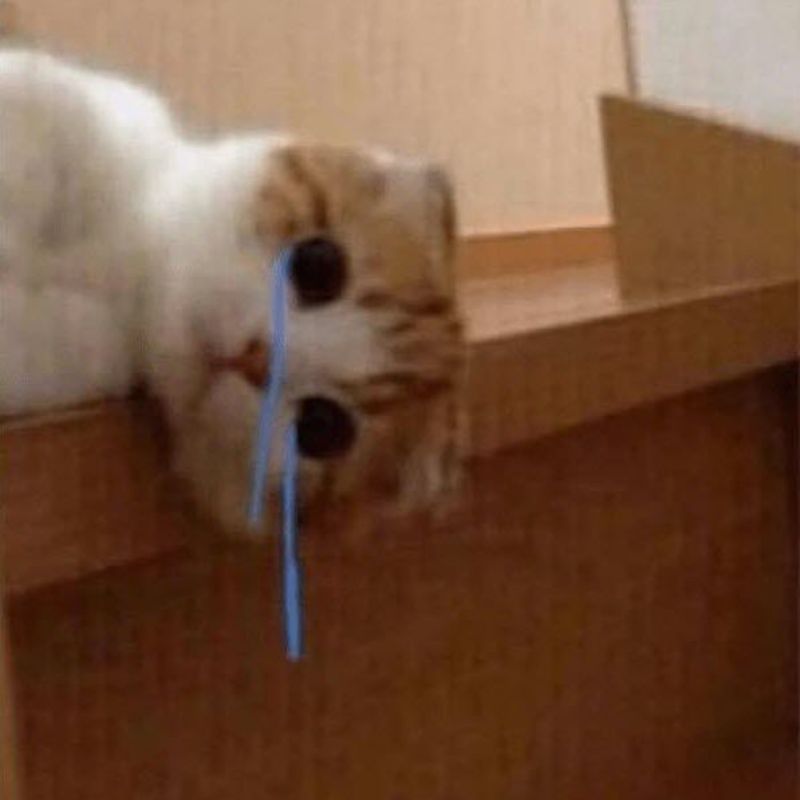 99+ mẫu meme bất lực cực hài hước khiến dân mạng cười ngất 4 meme bất lực